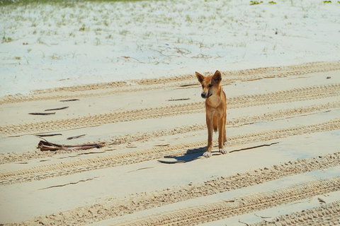 Dingos 3 Day Tag Along Fraser Island 4WD Adventure - E Caravan Parks 1