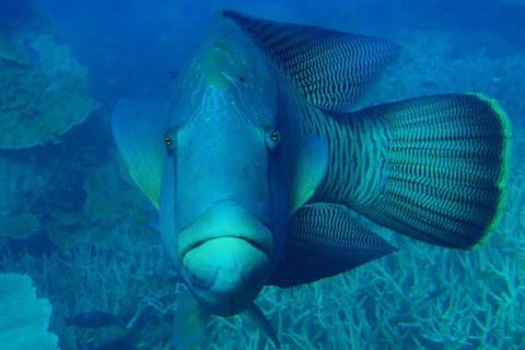 Great Barrier Reef Private Expedition Cruise (min 4 Day Max 8 Guests) - E Caravan Parks 7