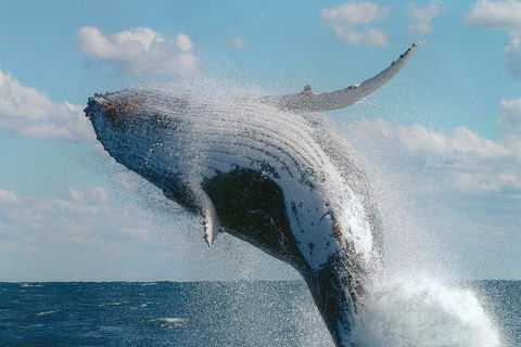 Great Barrier Reef Private Expedition Cruise (min 4 Day Max 8 Guests) - E Caravan Parks 4