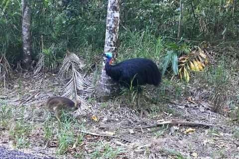 Daintree Luxury Limousine Tour - Full Day - E Caravan Parks 8