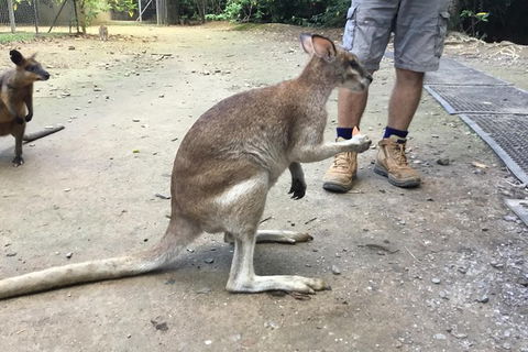 Daintree Luxury Limousine Tour - Full Day - E Caravan Parks 10