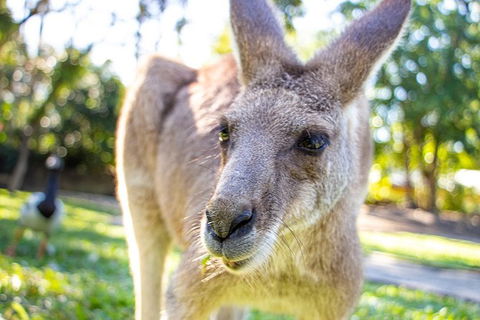 Virtual Interactive Australian Wildlife Tour With Private Guide-Wildlife Habitat - E Caravan Parks 6
