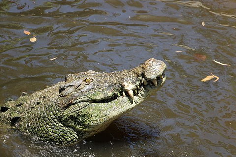 Virtual Interactive Australian Wildlife Tour With Private Guide-Wildlife Habitat - E Caravan Parks 2