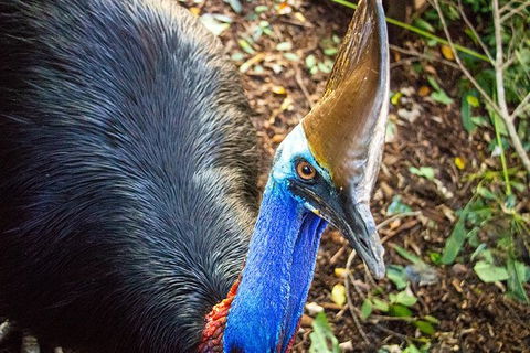 Virtual Interactive Australian Wildlife Tour With Private Guide-Wildlife Habitat - E Caravan Parks 5