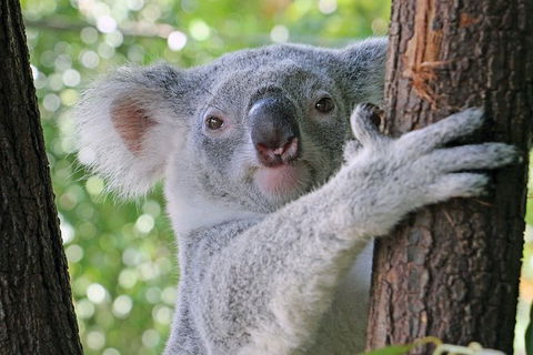 Virtual Interactive Australian Wildlife Tour With Private Guide-Wildlife Habitat - E Caravan Parks 0