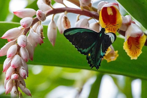 Australian Butterfly Sanctuary- Virtual Interactive Tour With Private Guide - E Caravan Parks 0