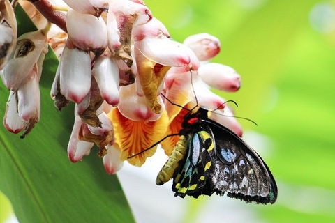 Australian Butterfly Sanctuary- Virtual Interactive Tour With Private Guide - E Caravan Parks 7