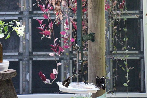 Australian Butterfly Sanctuary- Virtual Interactive Tour With Private Guide - E Caravan Parks 6