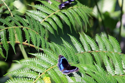 Australian Butterfly Sanctuary- Virtual Interactive Tour With Private Guide - E Caravan Parks 3