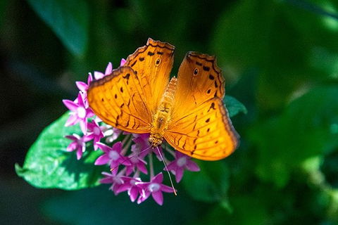 Australian Butterfly Sanctuary- Virtual Interactive Tour With Private Guide - E Caravan Parks 1