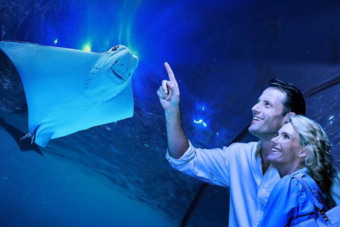 Cairns Aquarium Tour By Twilight With Drink And Appetiser - E Caravan Parks 0