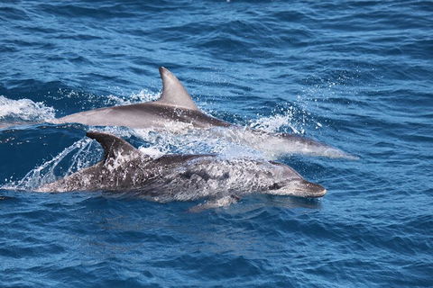 Sandy Straits Scenic & Wildlife Cruise - E Caravan Parks 1