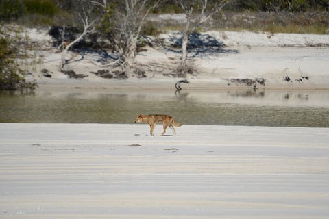 Sandy Straits Scenic & Wildlife Cruise - E Caravan Parks 10