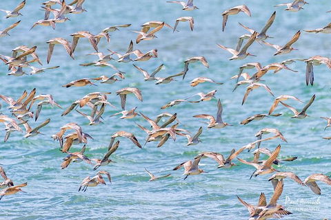 Sandy Straits Scenic & Wildlife Cruise - E Caravan Parks 4