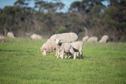 Fine Flavours - Full Day Kangaroo Island Food & Wine Tour - E Caravan Parks 9