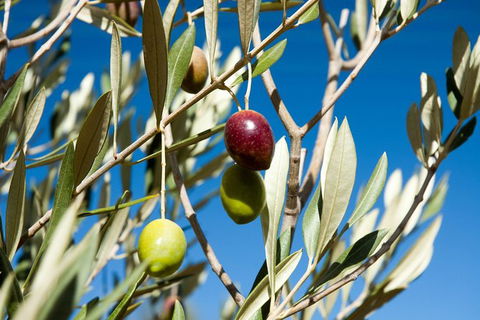 Fine Flavours - Full Day Kangaroo Island Food & Wine Tour - E Caravan Parks 3