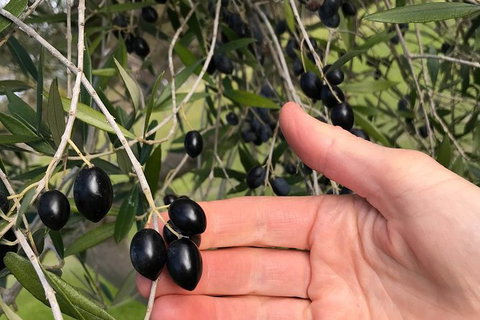 Fine Flavours - Full Day Kangaroo Island Food & Wine Tour - E Caravan Parks 4