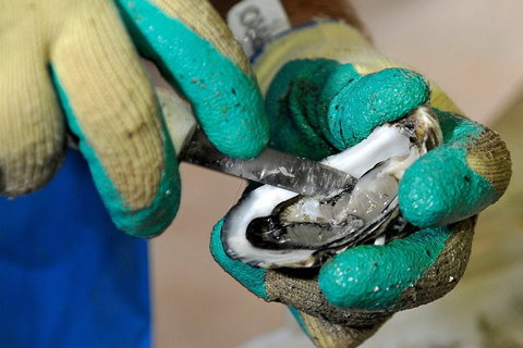 Fine Flavours - Full Day Kangaroo Island Food & Wine Tour - E Caravan Parks 8