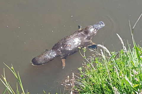 Cruise Ship Excursion: Gourmet Food & Wine - E Caravan Parks 2