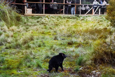 1-Hour Tasmanian Devil Feeding Day Tour At Cradle Mountain - E Caravan Parks 4