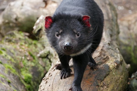 1-Hour Tasmanian Devil Feeding Day Tour At Cradle Mountain - E Caravan Parks 1