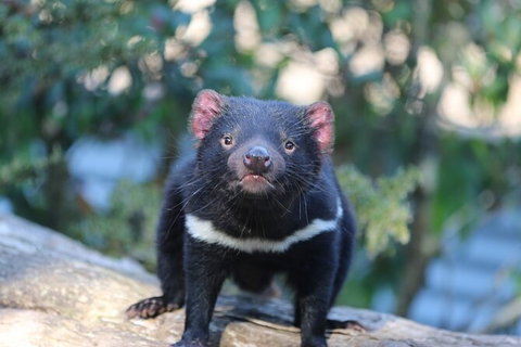 1-Hour Tasmanian Devil Feeding Day Tour At Cradle Mountain - E Caravan Parks 5
