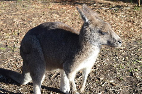 PRIVATE Great Ocean Road Tour And 12 Apostles With Wildlife Spotting - E Caravan Parks 2