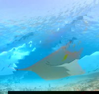 Marine Eco Safari - Swim with Manta Rays - E Caravan Parks