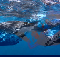 Whale Shark Safari - E Caravan Parks