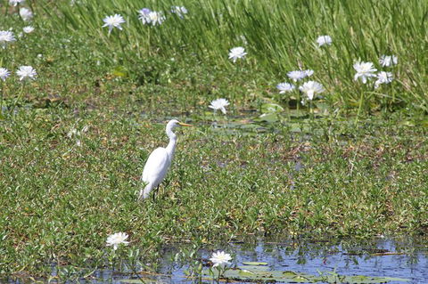 Darwin City Sights And Jumping Crocodile Cruise - E Caravan Parks 1