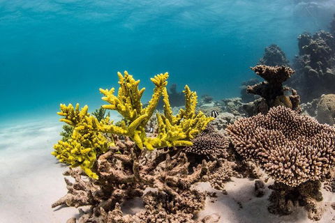 Coral Bay 1-Hour Coral Viewing - E Caravan Parks 4