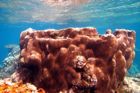 Coral Bay 1-Hour Coral Viewing - E Caravan Parks 5