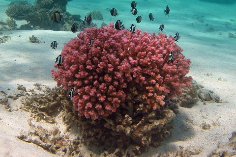 Coral Bay 1-Hour Coral Viewing - E Caravan Parks 2