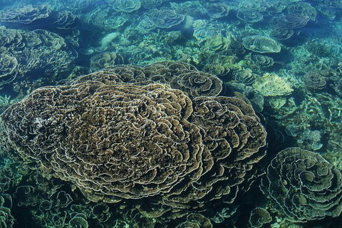 Coral Bay 1-Hour Coral Viewing - E Caravan Parks 6
