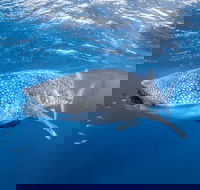 Whale Shark Adventure Tour - E Caravan Parks