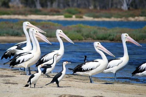 Romance Cruise + Scenic Tour + Beer Tasting + 3 Course Lunch + Hamper - E Caravan Parks 5