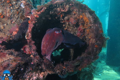 PADI Open Water Course - E Caravan Parks 1