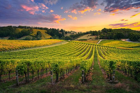 Swan Valley Sunset Wine Tour - Premium Small Group Tour - E Caravan Parks 0