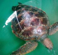 Australian Seabird Rescue - E Caravan Parks