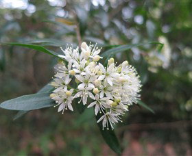 Bamarang NSW E Caravan Parks