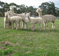 Blackgate Lodge Alpaca Stud - E Caravan Parks