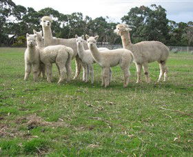 Blackgate Lodge Alpaca Stud - E Caravan Parks 0