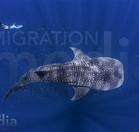Migration Media - E Caravan Parks