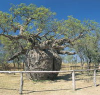 Boab Prison Tree