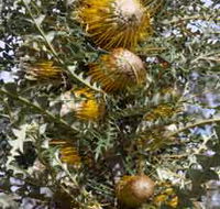 Woylie Walk Dryandra Woodland - E Caravan Parks
