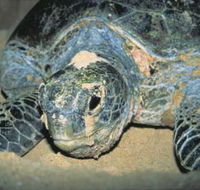 Turtle Nesting Season - E Caravan Parks