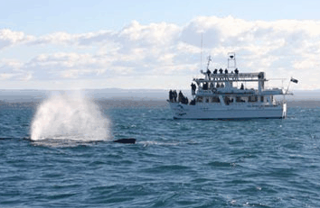 Dolphin Watch Cruises - E Caravan Parks