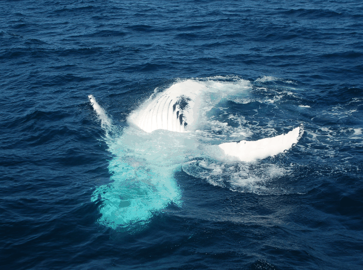 Dolphin Wild Cruises - E Caravan Parks