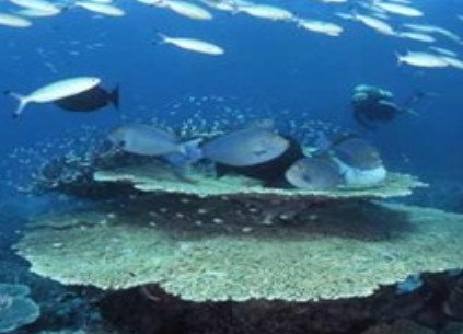 Deep Sea Divers Den - E Caravan Parks 2