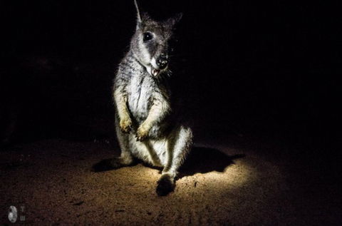 International Coaches And Tours - E Caravan Parks 7